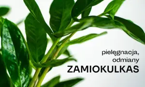 Czy zamiokulkas może stać w sypialni? Odkryj jego zalety i wady