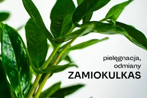 Czy zamiokulkas może stać w sypialni? Odkryj jego zalety i wady