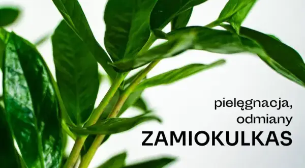 Czy zamiokulkas może stać w sypialni? Odkryj jego zalety i wady