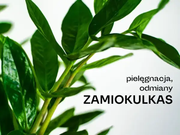 Czy zamiokulkas może stać w sypialni? Odkryj jego zalety i wady